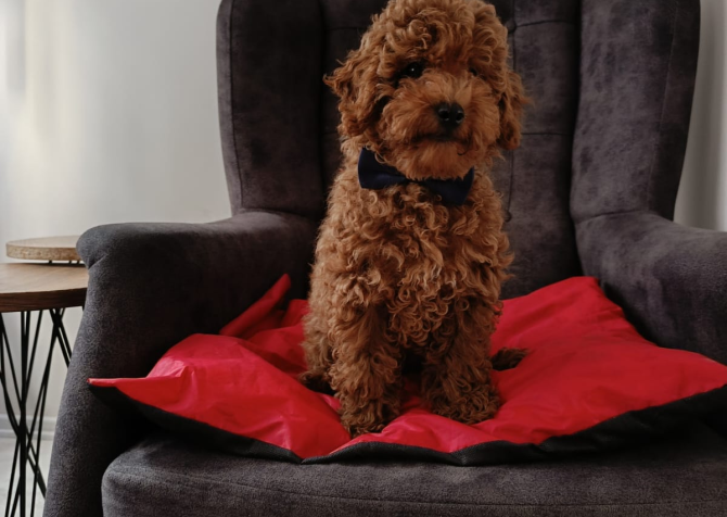 Toy  poodle 3 aylık